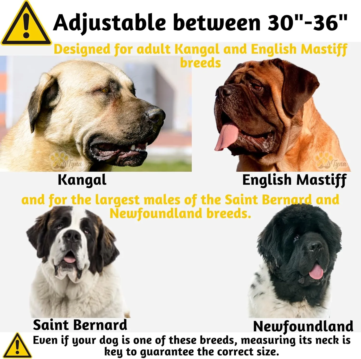 ADITYNA - Giant Dogs Collar - Adjustable XXL Collar 30 to 36 Inches - Designed Exclusively for Huge Dog Breeds Like Mastiff, Kangal, Saint Bernard - Heavy Duty Collar with Handle