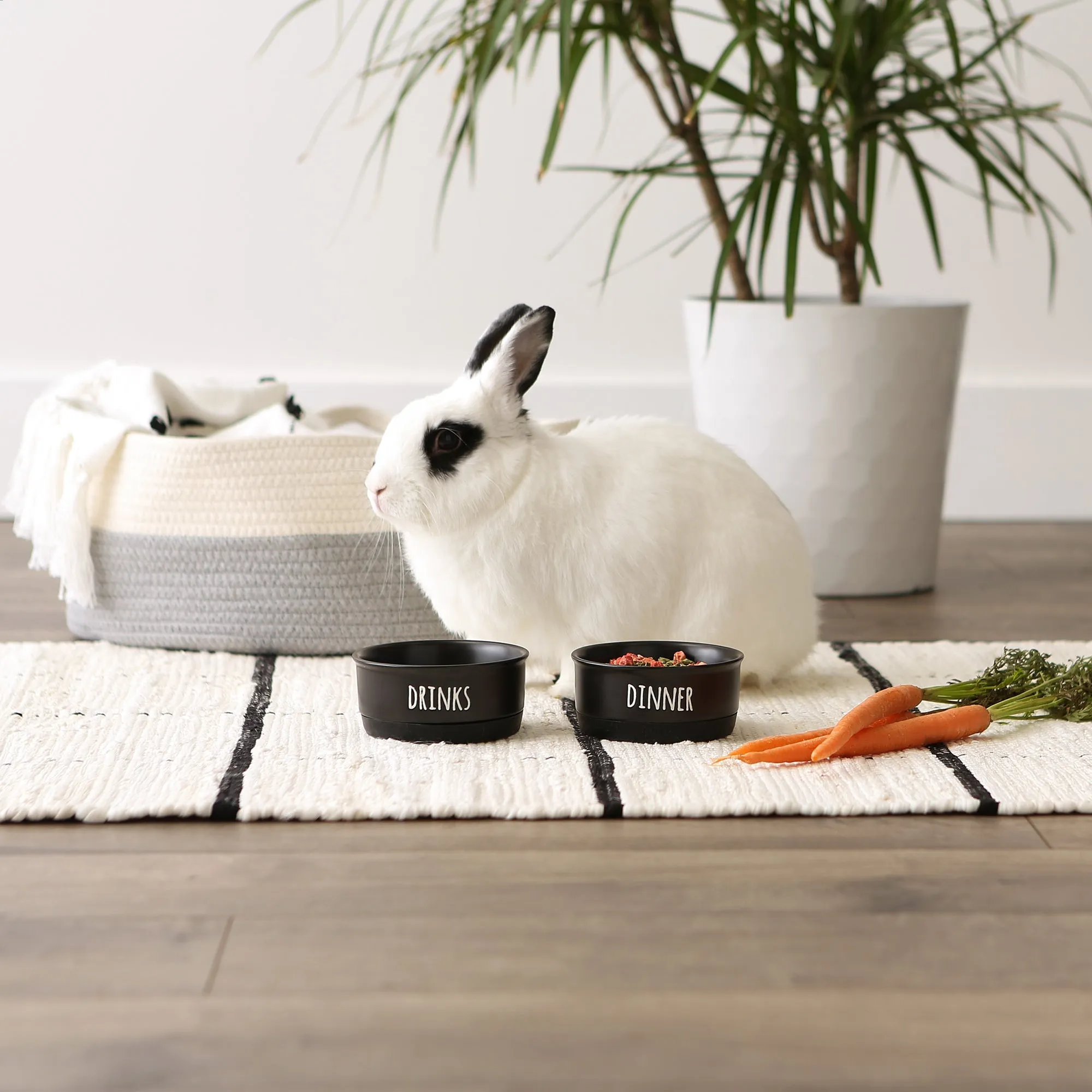 Black Dinner Drinks & Dessert Pet Bowl Set/2, Small - 3/4 C. Capacity