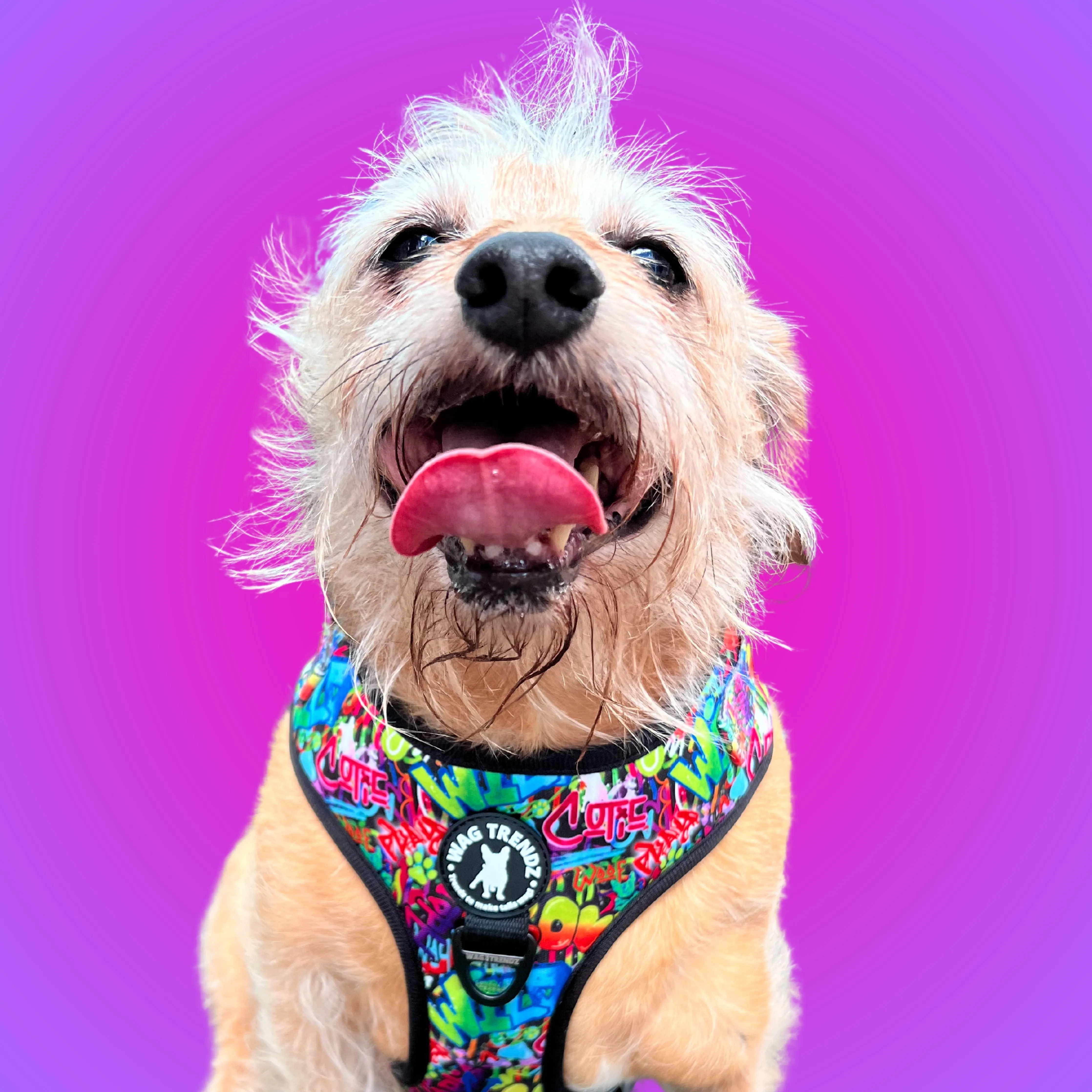 Dog Harness and Leash Set | Street Graffiti