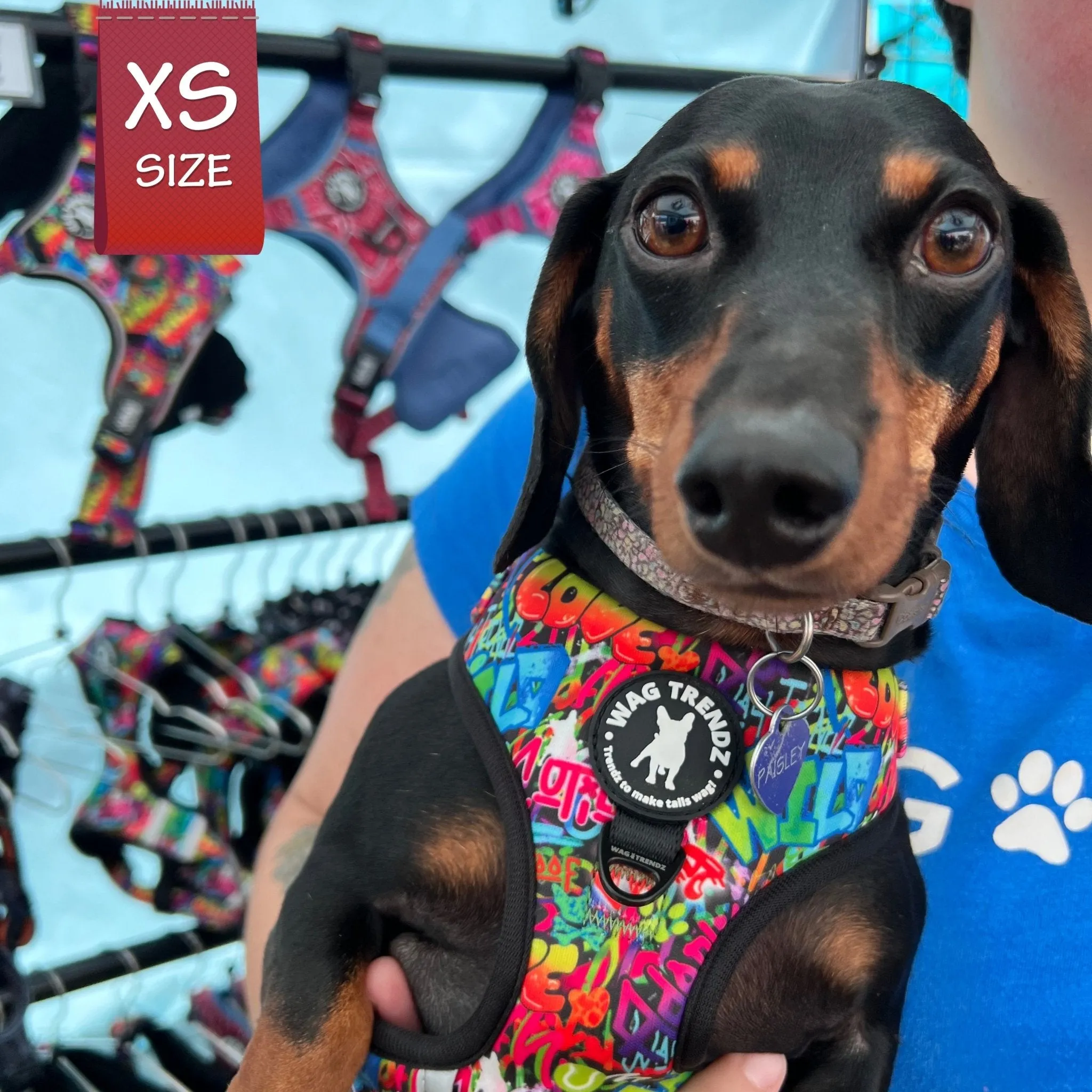 Dog Harness and Leash Set | Street Graffiti