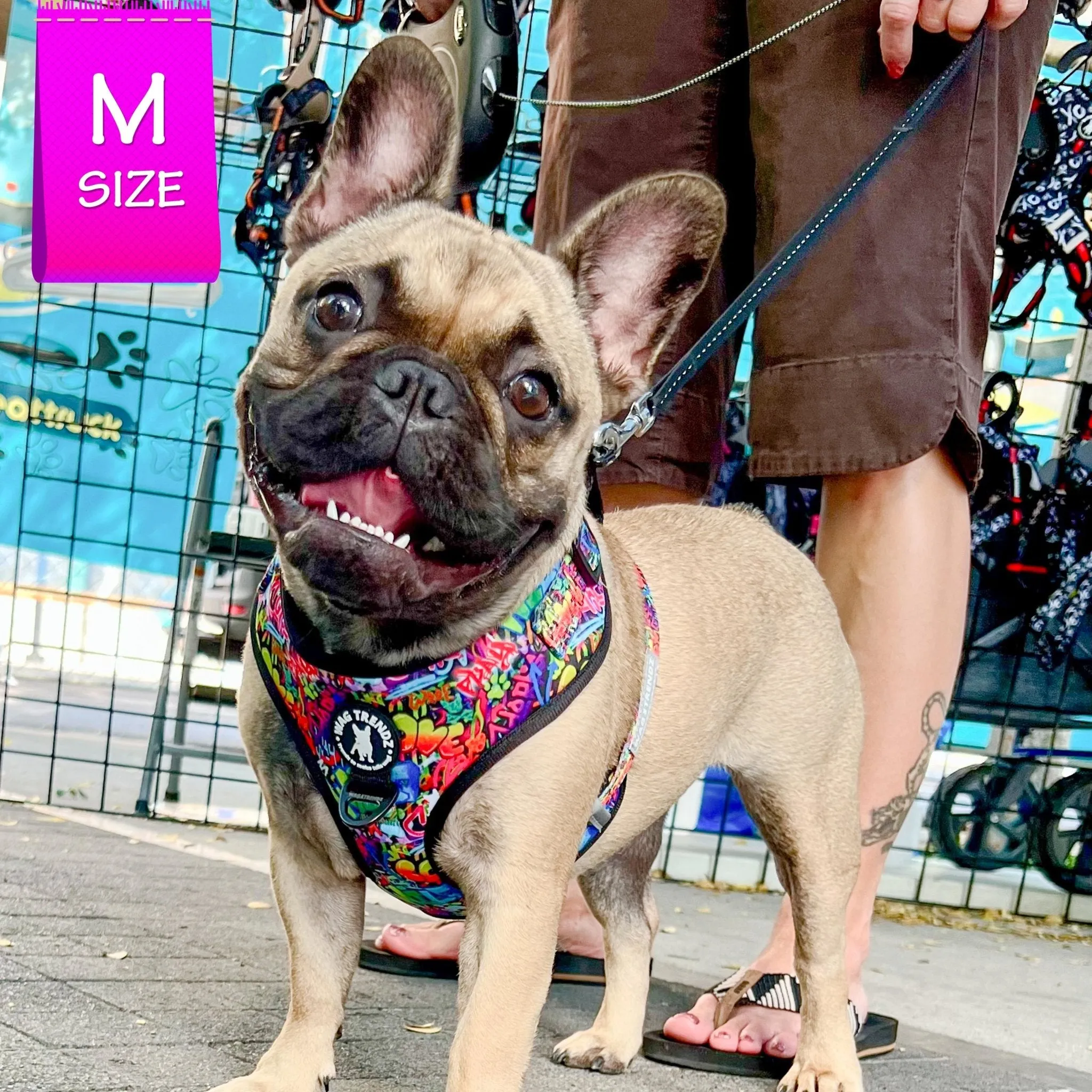 Dog Harness and Leash Set | Street Graffiti