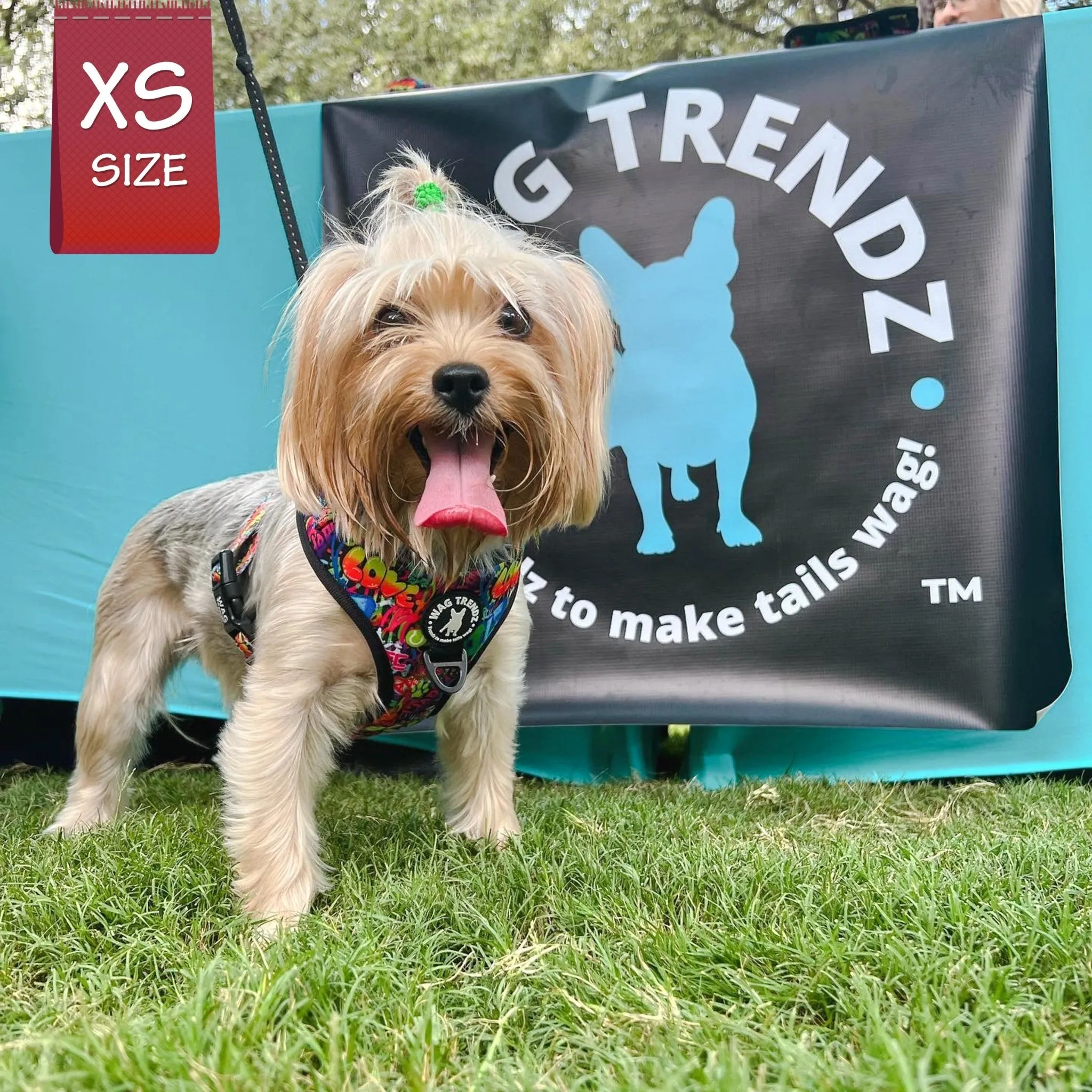 Dog Harness and Leash Set | Street Graffiti