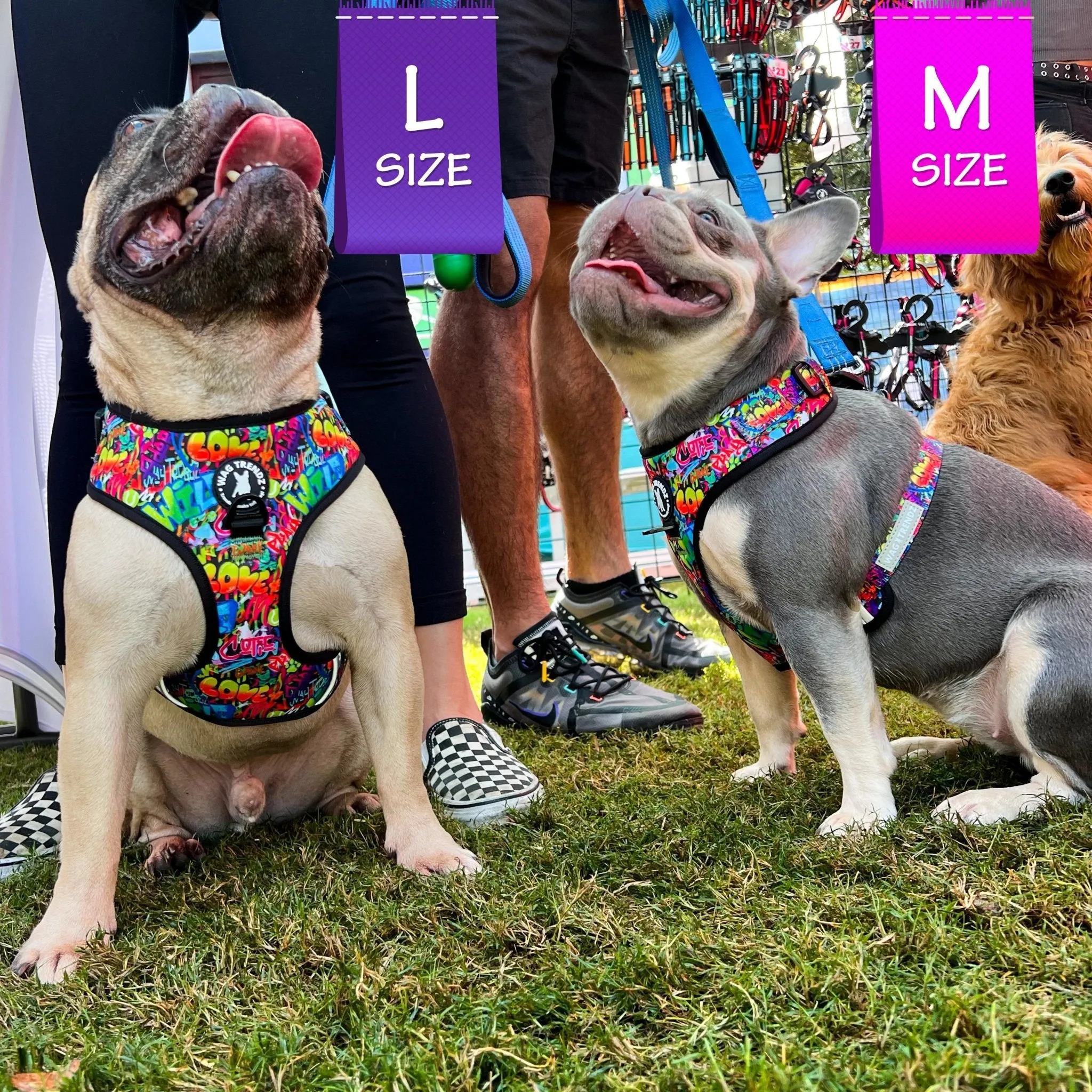 Dog Harness and Leash Set | Street Graffiti