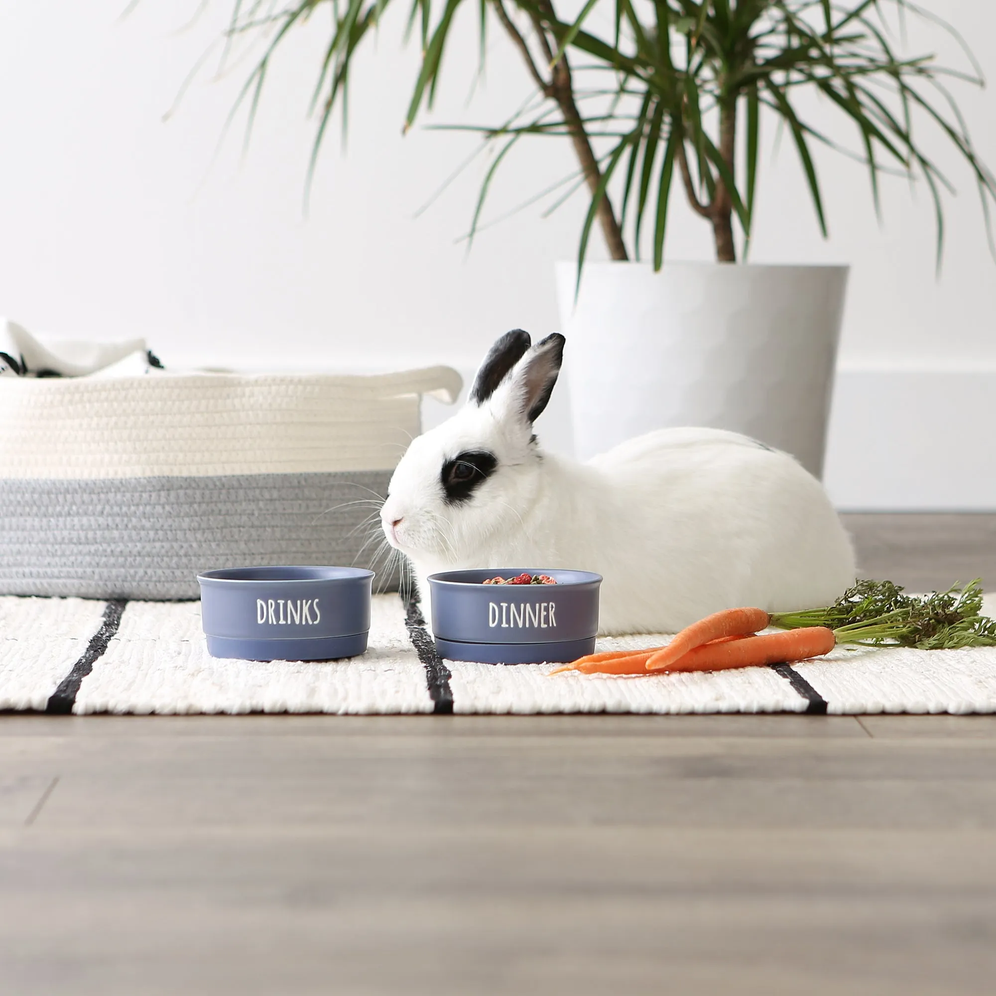 French Blue Dinner, Drinks & Dessert Pet Bowl Set/2, Small - 3/4 C Capacity