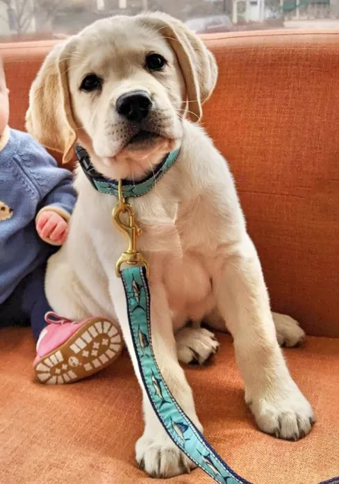 Leash | Marlin