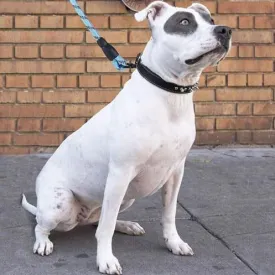 Reflective Dog Leash - Strong and Durable Leash for Dogs