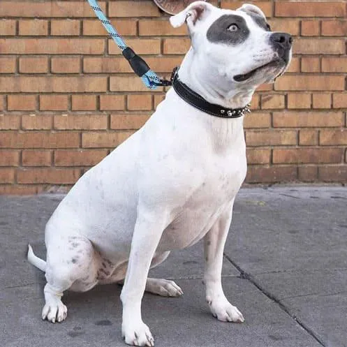 Reflective Dog Leash - Strong and Durable Leash for Dogs
