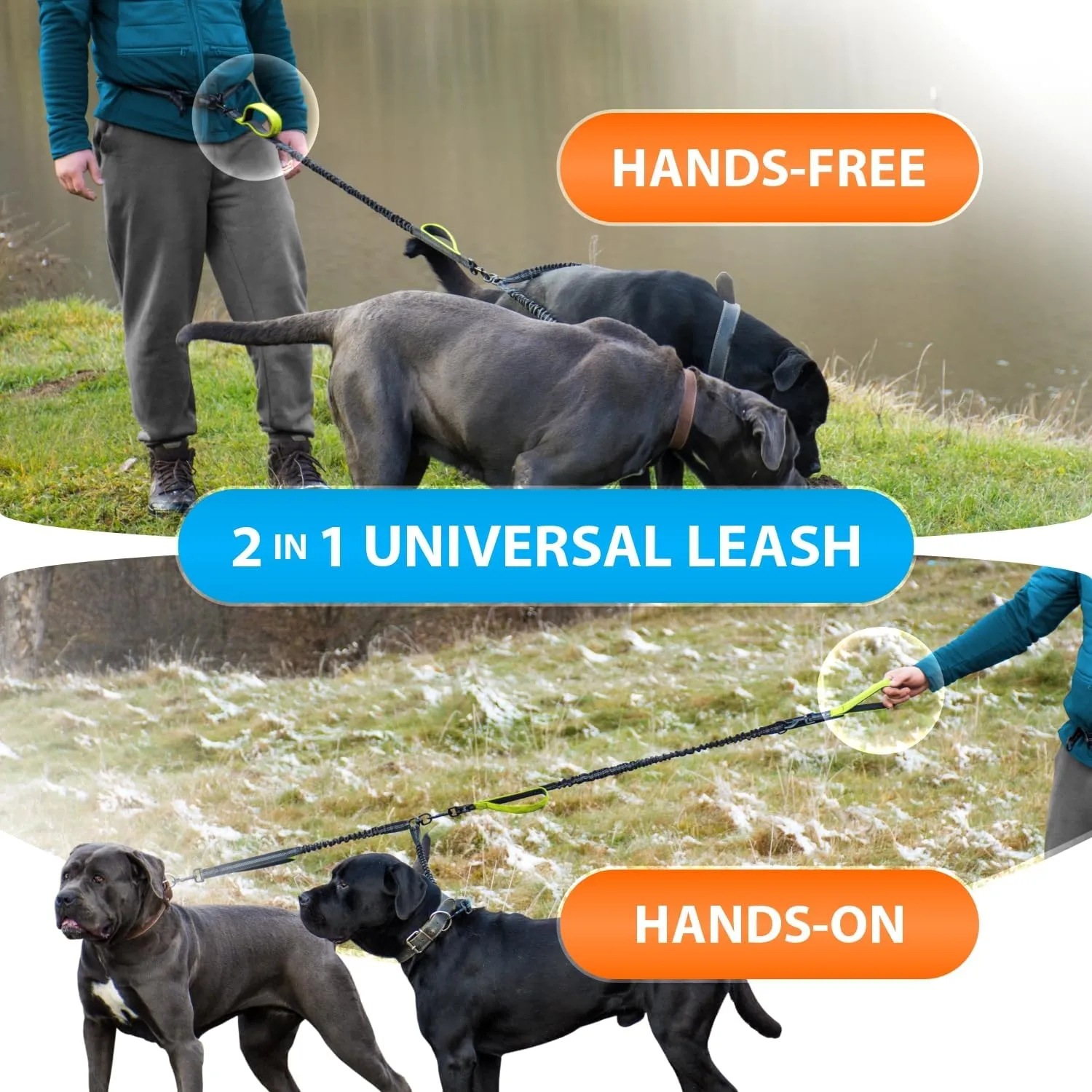 SparklyPets Hands Free Double Dog Leash  Dual Leash for Medium and Large Breeds  Lead for 2 Dogs with Padded Handles, Reflective Stitches, No Pull, Tangle Free
