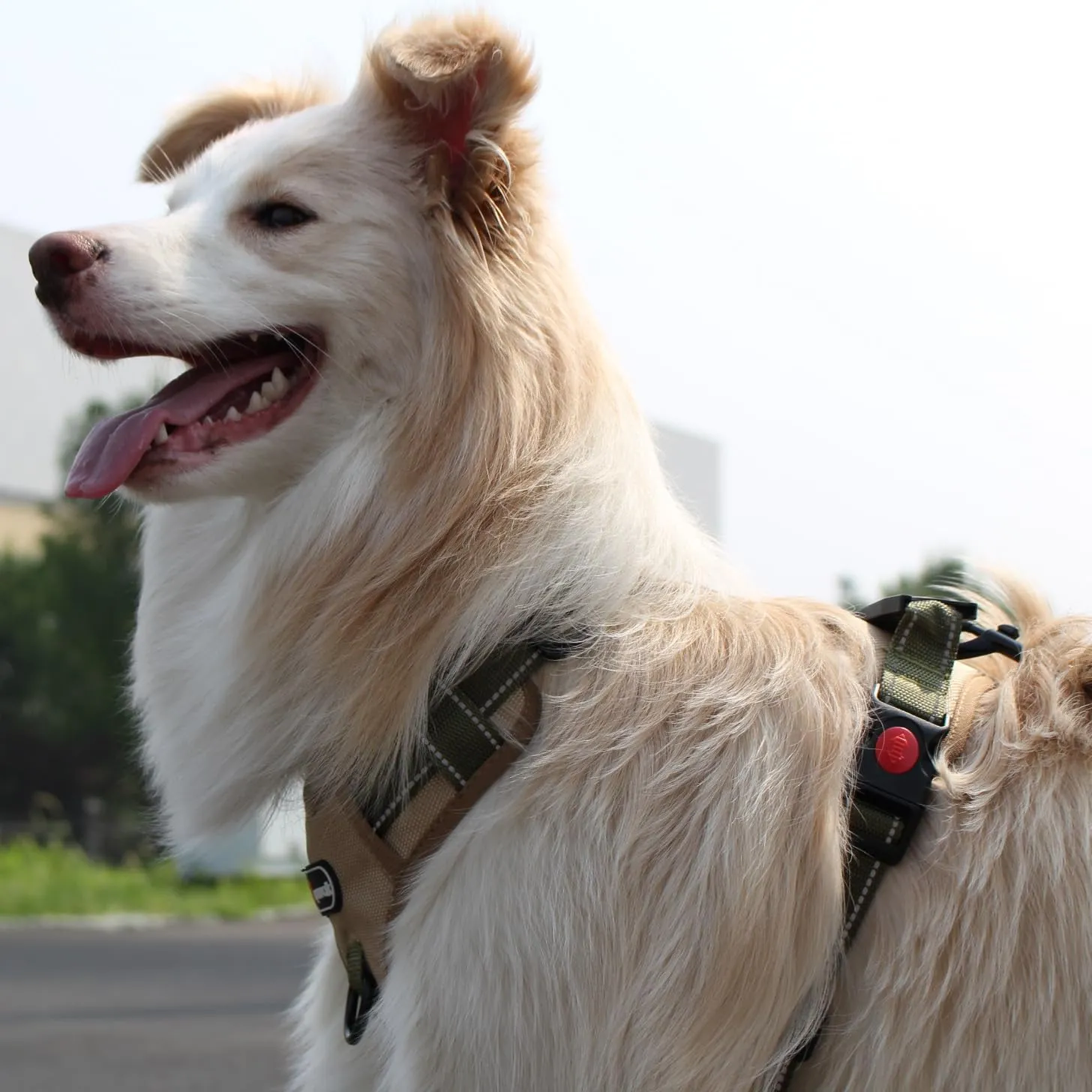 Tactical Dog Harness and Leash Set, No-Pull Adjustable Puppy Vest Collar with Handle, Dual Leash Clips, Reflective Oxford Chest Harnesses with Leashes for Small Dogs Pulling Support S Size