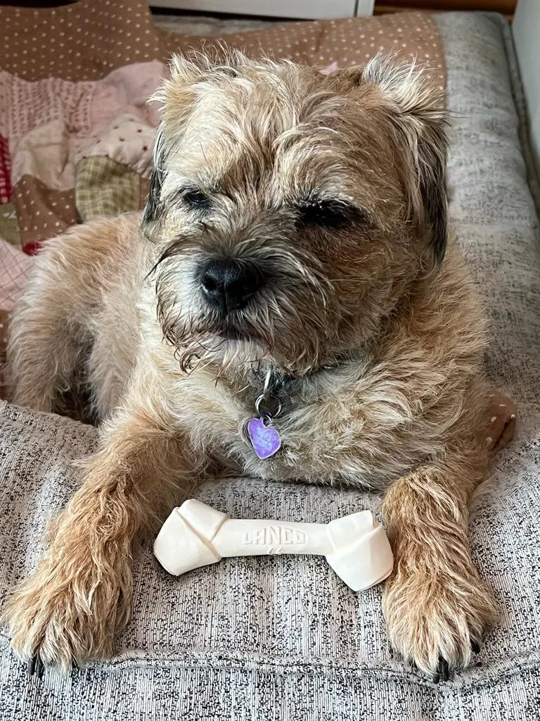 White Bone Pet Mini Teething Toys 3-set